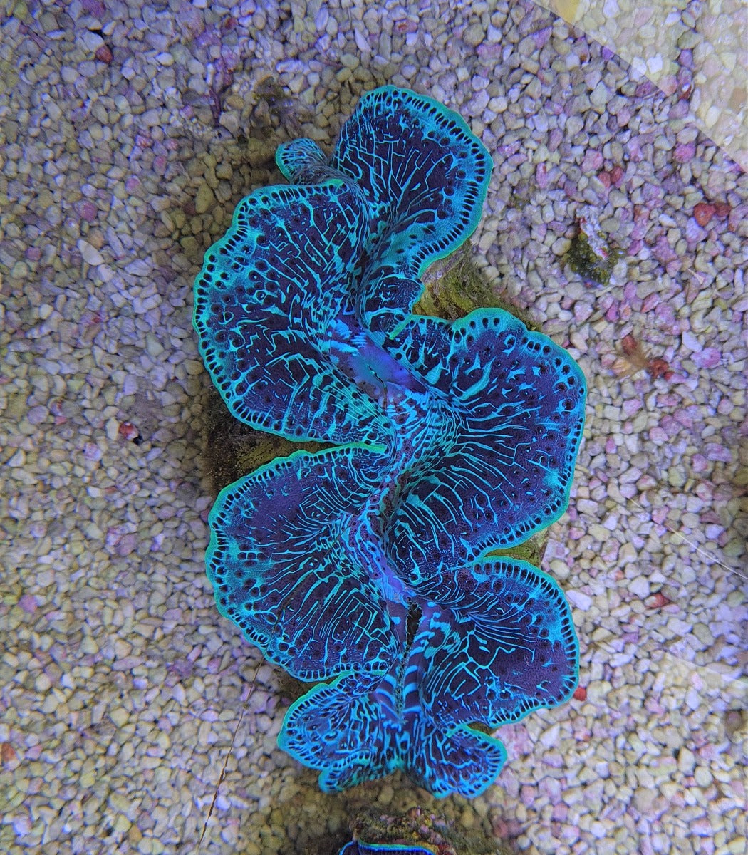 Tridacna maxima (Green)