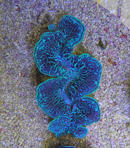 Tridacna maxima (Green)