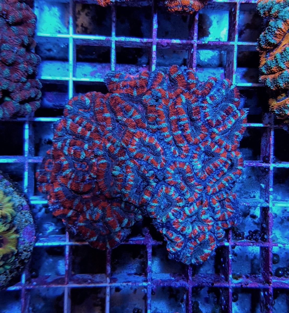 Acanthastrea lordhowensis (Red)