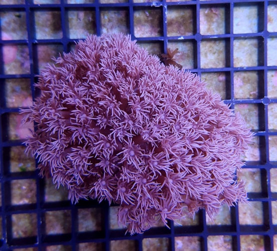 Goniopora spp. (Blue/Purple)