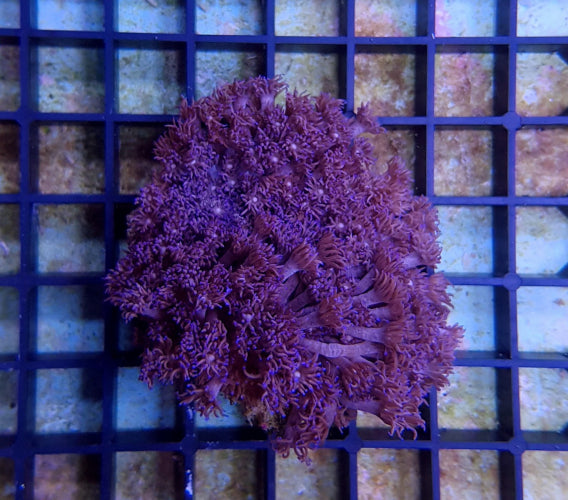 Goniopora spp. (Blue/Purple)