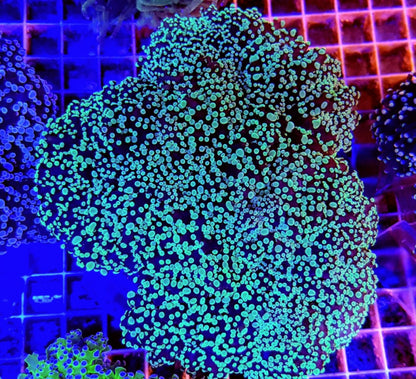 Euphyllia divisa (Green)