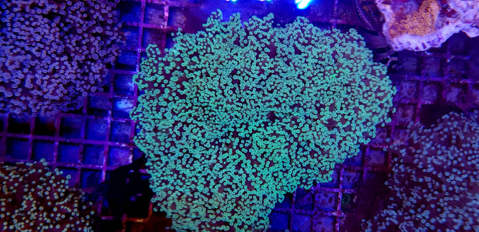 Euphyllia divisa (Green)