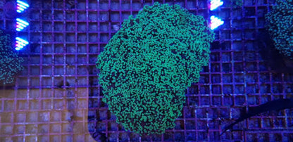 Euphyllia divisa (Green)