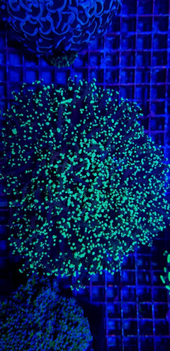 Euphyllia divisa (Green)