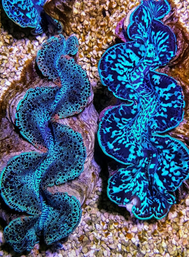 Tridacna maxima (Blue)