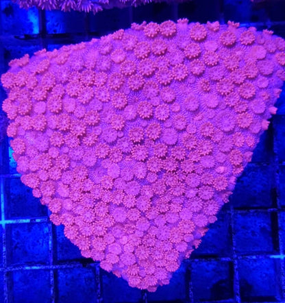 Goniopora spp. (Pink)