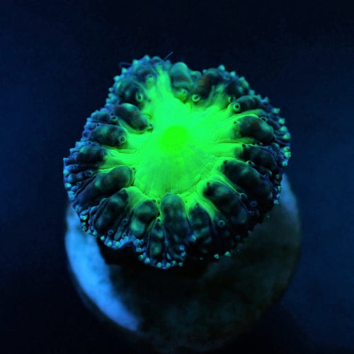 Blastomussa wellsi (Green) (frag)