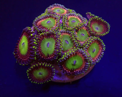 Zoanthus spp. (Candy Apple Green) (frag)