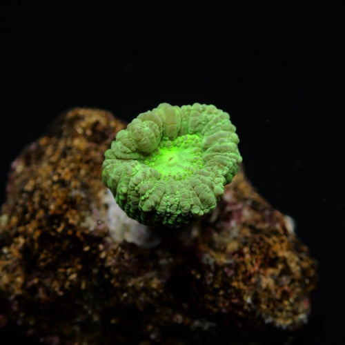 Caulastrea curvata (Green) (frag)