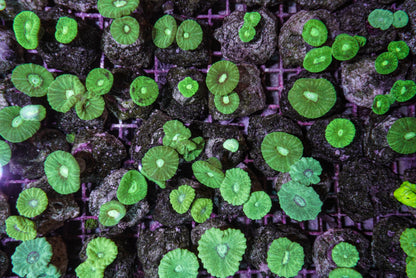 Caulastrea curvata (Green) (frag)