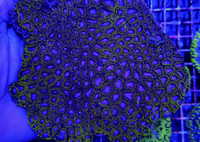 Favia spp. (Ultra)