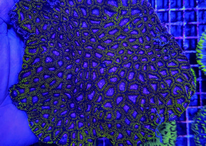 Favia spp. (Ultra)