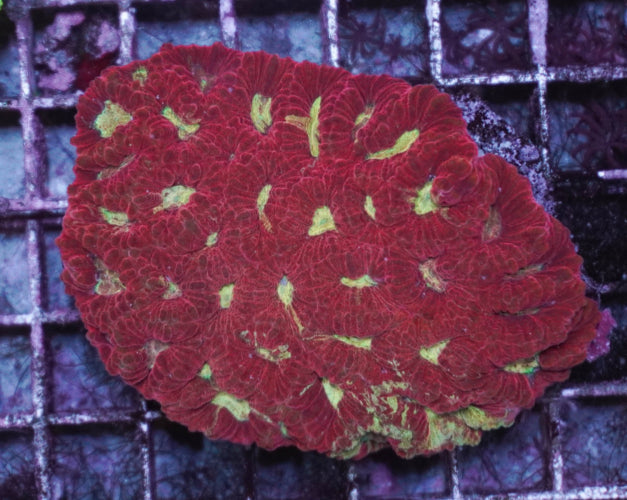 Favia spp. (Red)