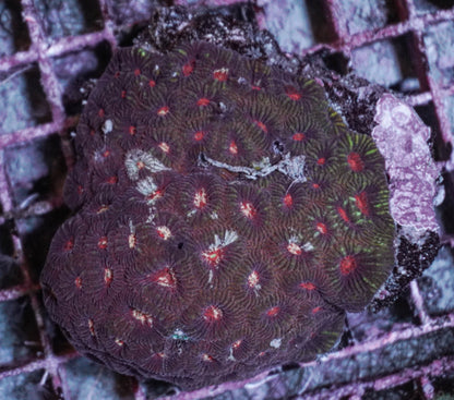 Favia spp. (Red)