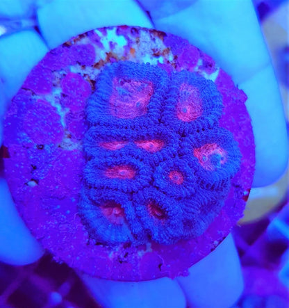 Favia spp. (Red) (frag)