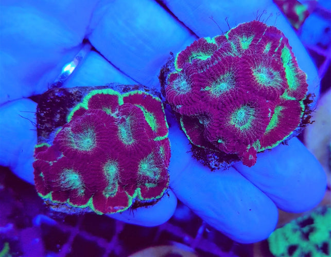 Favia spp. (Red) (frag)