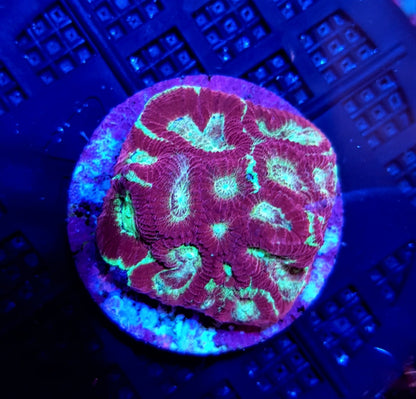 Favia spp. (Red) (frag)