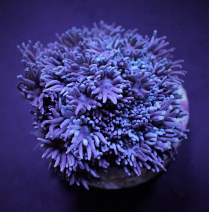 Goniopora spp. (Blue-Purple) (frag)