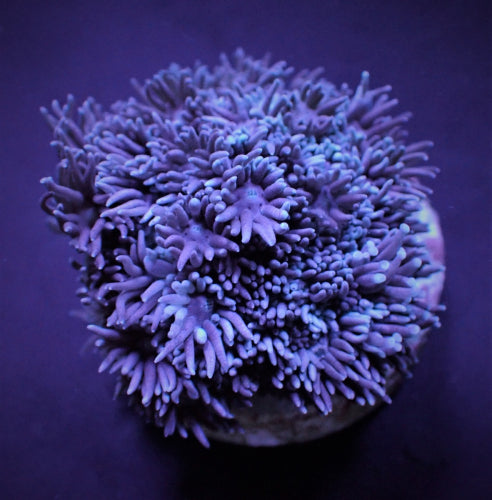 Goniopora spp. (Blue-Purple) (frag)