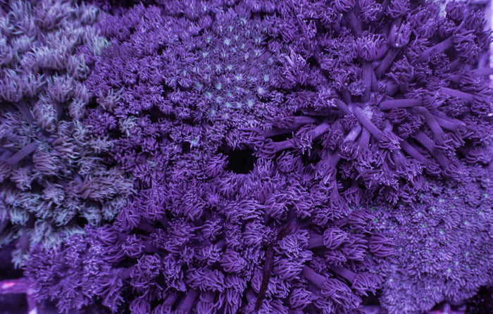 Goniopora spp. (Blue-Purple) (frag)