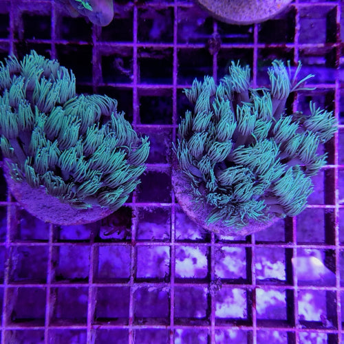 Goniopora spp. (Green) (frag)