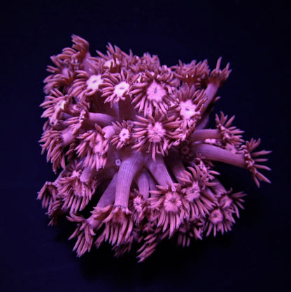 Goniopora spp. (Pink)