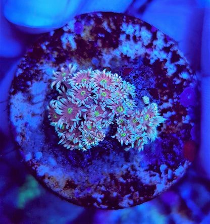 Goniopora spp. (Ultra) (frag)