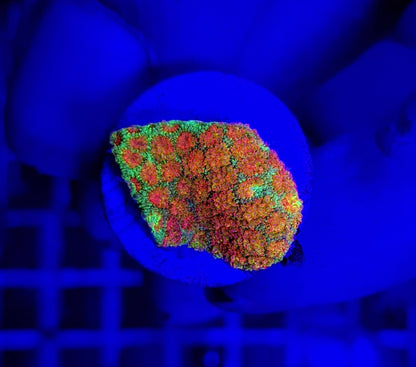 Goniopora spp. (Ultra) (frag)