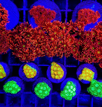 Goniopora spp. (Ultra) (frag)