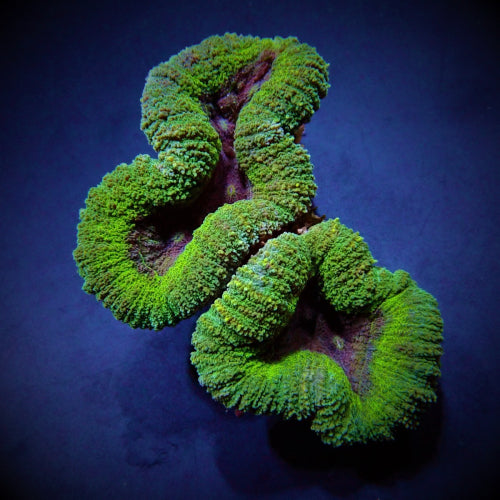 Lobophyllia spp. (Green) (Premium)