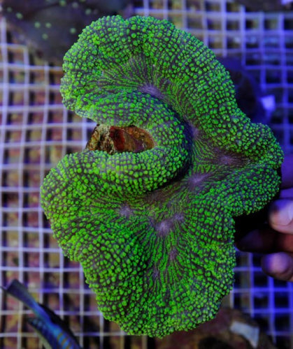 Lobophyllia spp. (Green) (Premium)