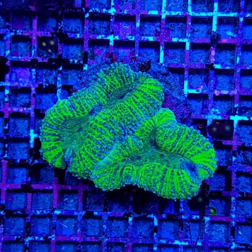 Lobophyllia spp. (Green) (Premium)