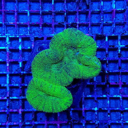 Lobophyllia spp. (Green) (Premium)