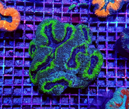 Lobophyllia spp. (Green) (Premium)