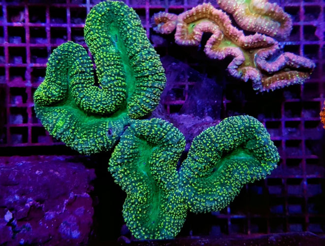 Lobophyllia spp. (Green) (Premium)