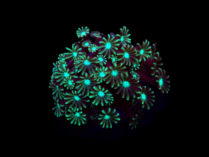 Alveopora spp. (Green) (frag)