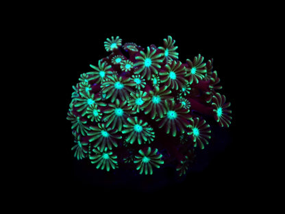 Alveopora spp. (Green) (frag)