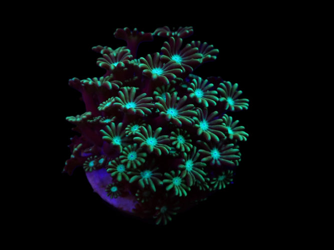 Alveopora spp. (Green) (frag)