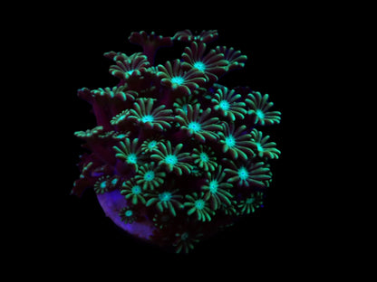 Alveopora spp. (Green) (frag)