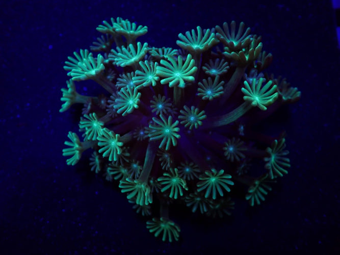 Alveopora spp. (Green) (frag)