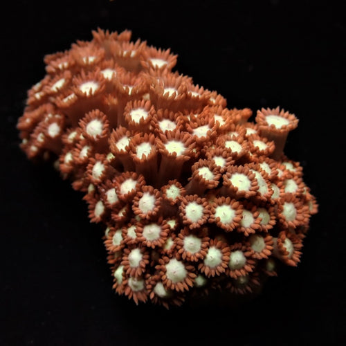 Goniopora spp. (Ultra)