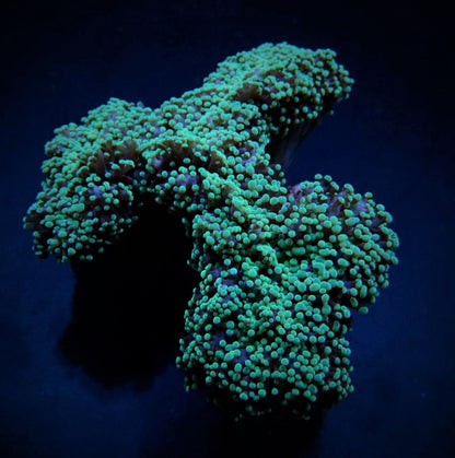 Euphyllia divisa (Green)