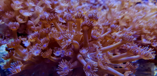 Goniopora spp. (Green / Blue Center)