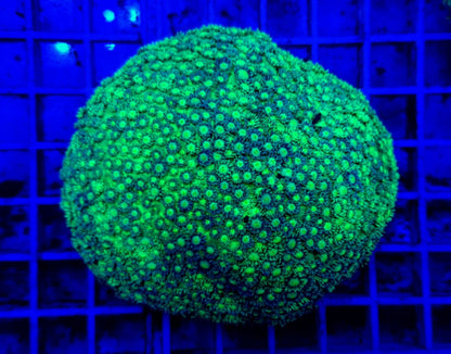 Goniopora spp. (Green)