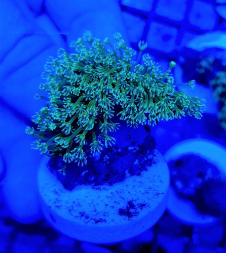 Sarcophyton spp. (frag)