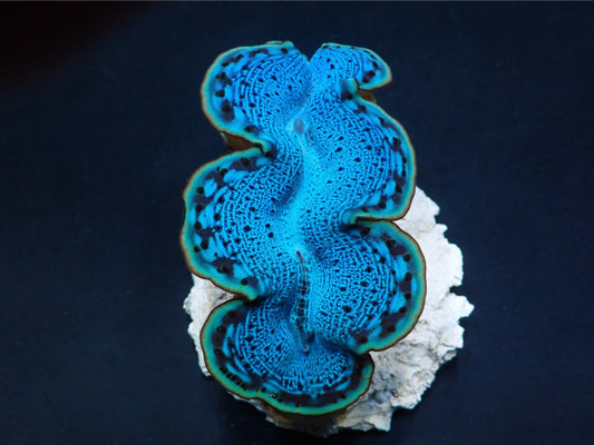 Tridacna maxima (Blue)