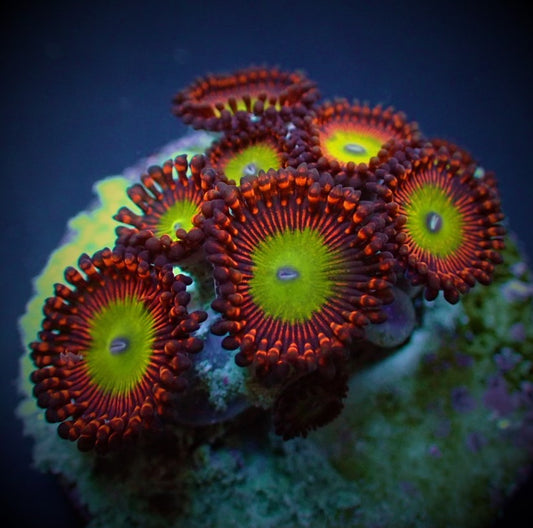 Zoanthus spp. (Candy Apple Red) (frag)